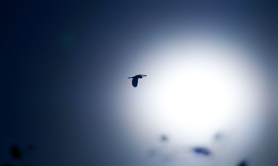 flying stork against the setting sun