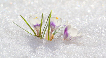 Crocuses white blossom on a spring sunny day in the open air. Beautiful primroses against a background of brilliant white snow, bright Easter holiday.