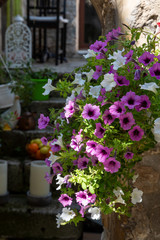 A beautiful hanging basket with white and mauve petunias photographed in a village in Provence, France