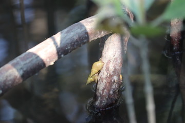 animal in mangrove