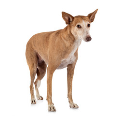 Ibizan Hound in studio