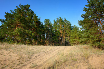 Pines on the sand against the blue sky. Pine forest