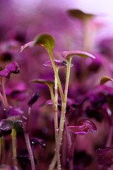 Microgreens growing at home. Macro image of young plants in grow light selective focus with bokeh
