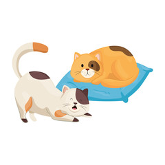cute little cats with cushion isolated icon vector illustration design