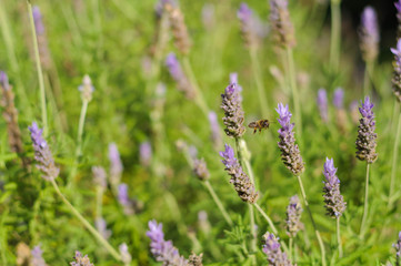 Obraz premium close up blooming lavender Bush in the Park