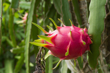 dragon fruit in garden