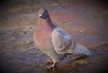 pigeon