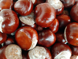 chestnuts on white background
