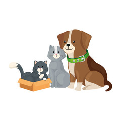 cute cats and dog animals with box carton vector illustration design