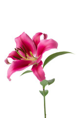 Single Lily pink flower isolated on white background with green leaves, beautiful seasonal flower head