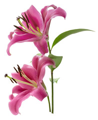 Two pink blooming Lily flowers on green stem with leaves isolated on white background with clipping path, close-up