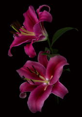 Two pink blooming Moody Lily flower on green stem with leaves isolated on black background with clipping path, close-up