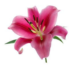 Single Lily pink flower isolated on white background with green leaves, with clipping path, beautiful seasonal flower head