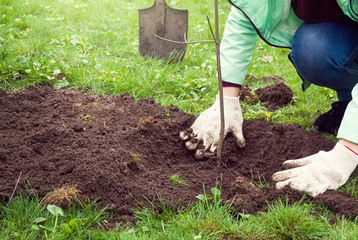 Girls hands in gloves planted a young tree in the Park on the lawn, in the background are shovels