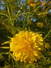 image of  yellow flowers the evening is very beautiful 