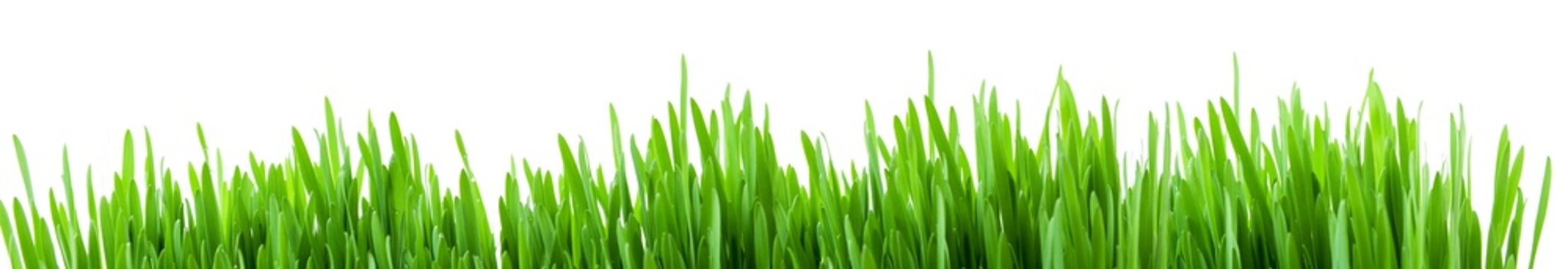 Green spring grass sprouts isolated on white background, wide panorama format for banner