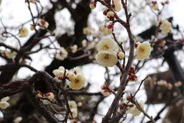 梅の花　ピンク　赤　白