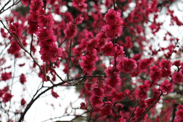 梅の花　ピンク　赤　白