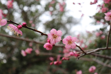 梅の花　ピンク　赤　白