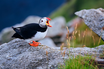 Atlantic puffin (Fratercula arctica) on the island of Runde in the Norway. Beautiful little bird with red bill of bird. Wild scene with arctic animals.