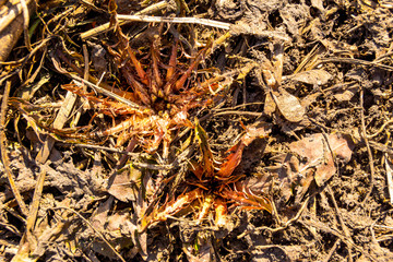 dandelions will come out in the spring, selective focus