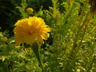 image of  yellow flowers the evening is very beautiful 