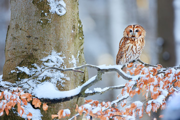 Tawny Owl (Strix aluco) during winter in forest. Bird of prey sitting on a snowy oak tree. Wildlife...