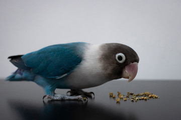 Lovebird pet seeds domestic animal