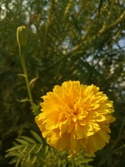 image of  yellow flowers the evening is very beautiful 
