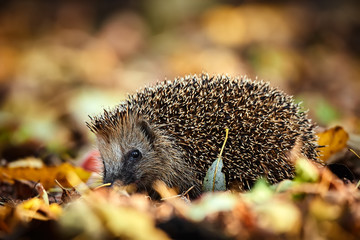 Cute Northern white-breasted hedgehog (Erinaceus roumanicus) in fallen leaves. Beautiful autumn light makes the atmosphere. Animal in natural habitat. © petrsalinger