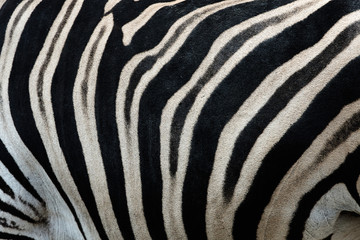 Fototapeta na wymiar Real leather Chapman's zebra (Equus quagga chapmani). Black and white stripes form a camouflage texture on the body of a zebra.