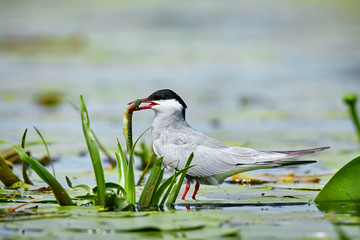 Whiskered tern (Chlidonias hybrida) with fish in its beak. Bird watching in the Danube Delta,...