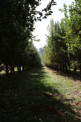 Tree Grove