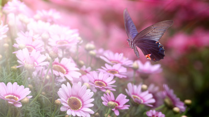 Fototapeta premium beautiful butterfly on a flower witn nice background