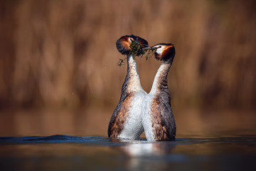 Wedding dance of Great Crested Grebe - Podiceps cristatus. Spring photo of water birds. Wildlife scene from Czech Republic. Animals in natural environment.