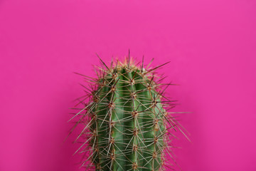 Beautiful cactus on violet background, closeup view