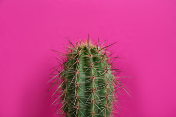 Beautiful cactus on violet background, closeup view