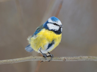 Obraz premium The Eurasian blue tit (Cyanistes caeruleus) is a small passerine bird in the tit family, Paridae. 