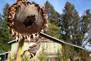 Dead Sunflower by a Barn