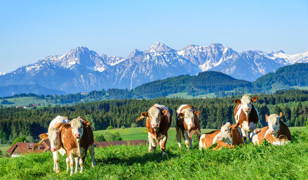 Kuhherde genie&szlig;t die Morgensonne auf einer Weide im Alpenvorland im Fr&uuml;hling