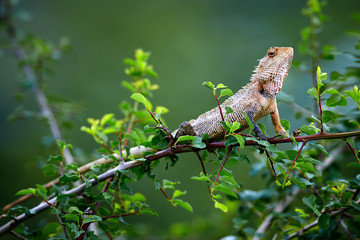 Oriental garden lizard (Calotes versicolor) sitting on a bush and warming up. Wild lizard in Udawalawe National Park, Sri lanka.