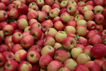 Apples