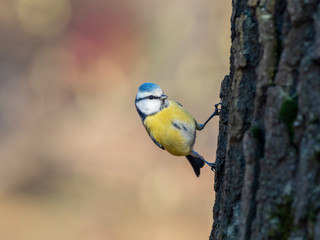 The Eurasian blue tit (Cyanistes caeruleus) is a small passerine bird in the tit family, Paridae. 