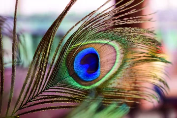 Fotobehang beautiful close up peacock feather © dharmapocan