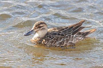 Female garganey (Spatula querquedula) on water in winter. The garganey (Spatula querquedula) is a small dabbling duck.