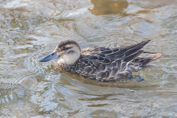 Female garganey (Spatula querquedula) on water in winter. The garganey (Spatula querquedula) is a small dabbling duck.