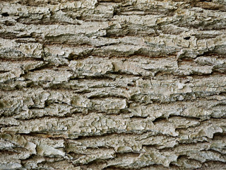 texture of tree bark close-up. The rough skin of an old tree. Natural wood background