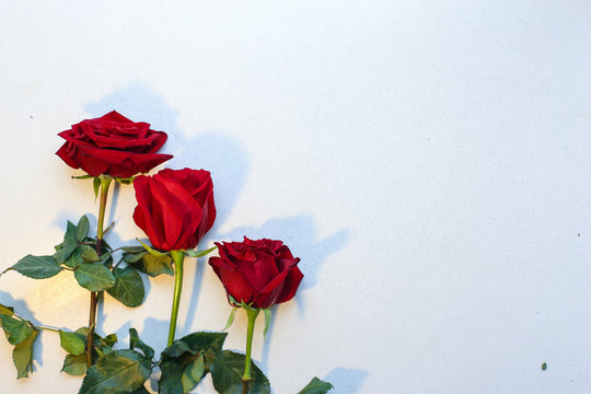 Image of roses and petals on white background.
