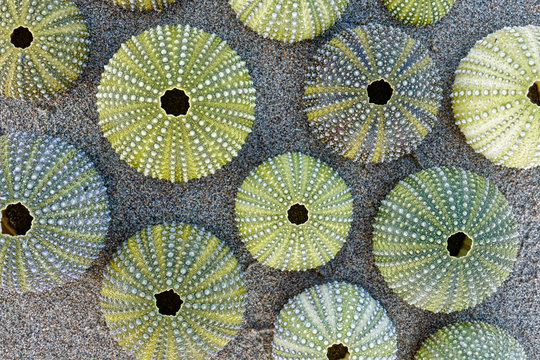 collection of green sea urchin shells on wet sand background, top view