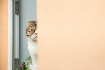 The cat is hiding behind the wall. Scottish fold looks out the window. The cat is watching, peeping...